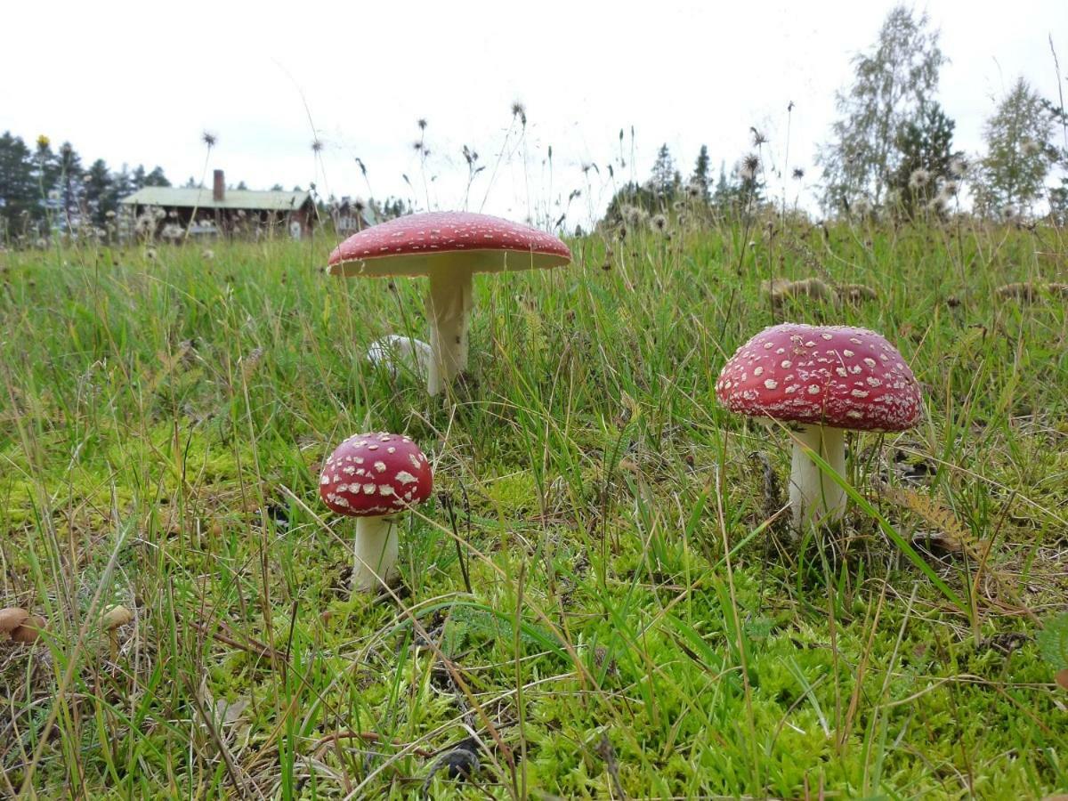 Aha Lodge Sorsele Eksteriør billede